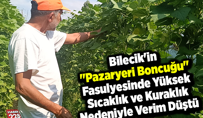 Bilecik’in “Pazaryeri boncuğu” fasulyesinde yüksek sıcaklık ve kuraklık nedeniyle verim düştü