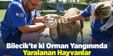 Bilecik'te ki orman yangında yaralanan hayvanlar tedavi ediliyor