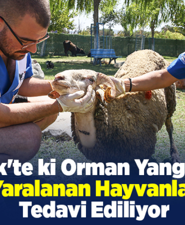Bilecik'te ki orman yangında yaralanan hayvanlar tedavi ediliyor