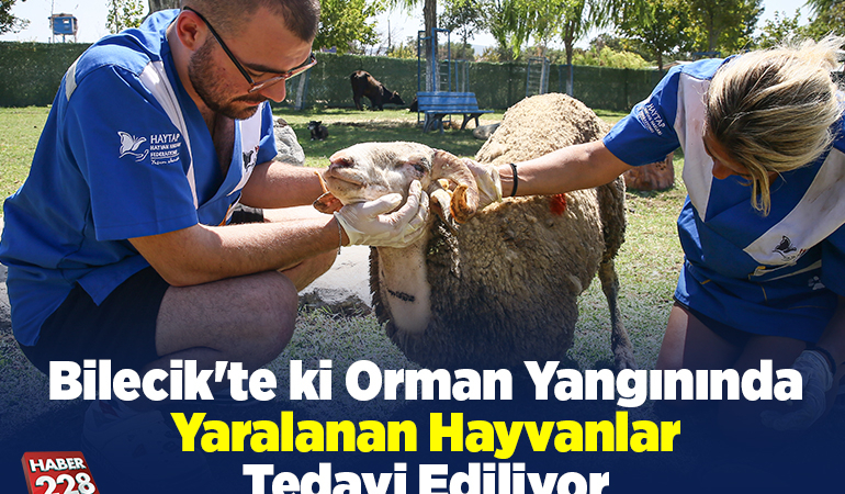 Bilecik’te ki orman yangında yaralanan hayvanlar tedavi ediliyor
