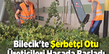 Bilecik'te şerbetçi otu üreticileri hasada başladı