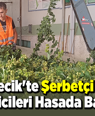 Bilecik'te şerbetçi otu üreticileri hasada başladı
