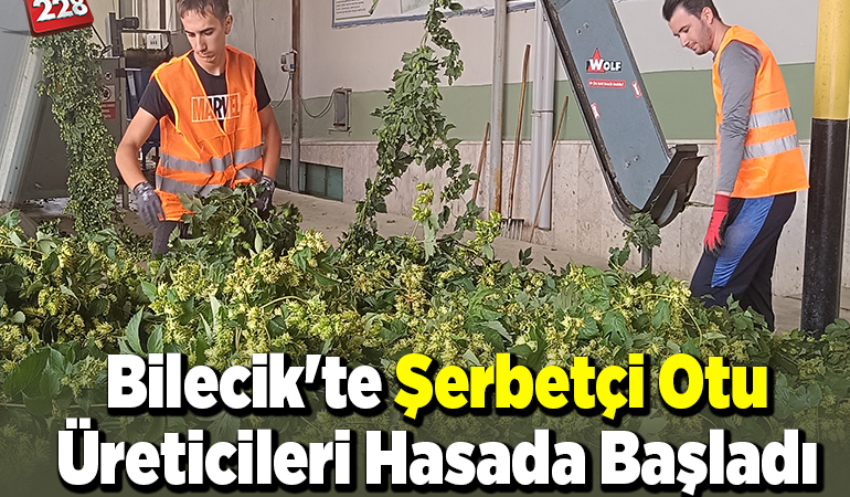 Bilecik’te şerbetçi otu üreticileri hasada başladı