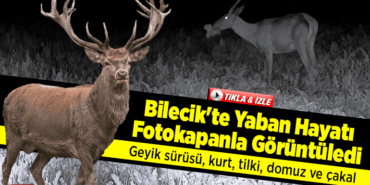 geyik sürüsü ile yiyecek arayan kurt, tilki, domuz ve çakal