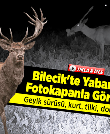 geyik sürüsü ile yiyecek arayan kurt, tilki, domuz ve çakal