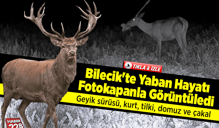 Bilecik’te yaban hayatı fotokapanla görüntüledi