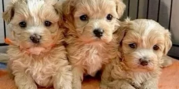 moltipoo