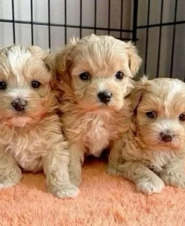 moltipoo