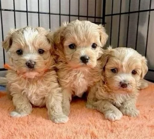 Evcil Hayvan Beslenme Rehberi: Sağlıklı Yaşamın Temeli