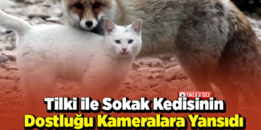 Tilki ile sokak kedisinin arkadaşlığı kameralara yansıdı