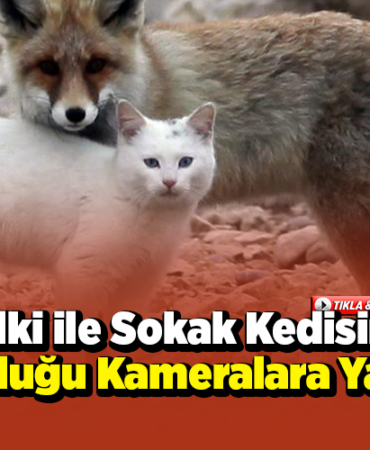 Tilki ile sokak kedisinin arkadaşlığı kameralara yansıdı