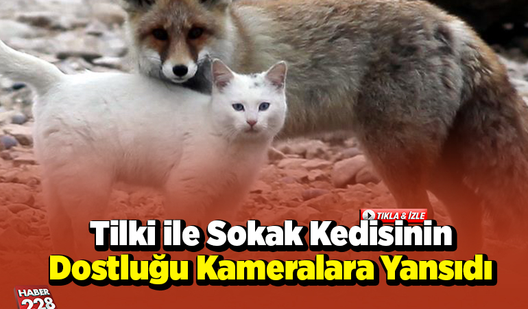 Tilki ile sokak kedisinin arkadaşlığı kameralara yansıdı