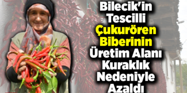 Bilecikin tescilli Çukurören biberinin üretim alanı kuraklık nedeniyle azaldı