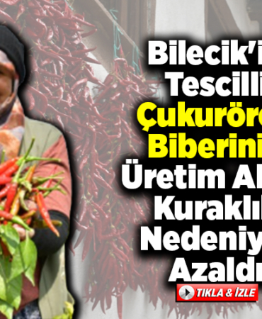 Bilecikin tescilli Çukurören biberinin üretim alanı kuraklık nedeniyle azaldı