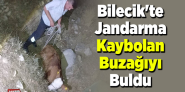 Bilecik'te jandarma kaybolan buzağıyı buldu