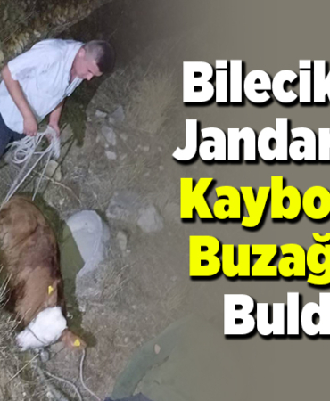Bilecik'te jandarma kaybolan buzağıyı buldu