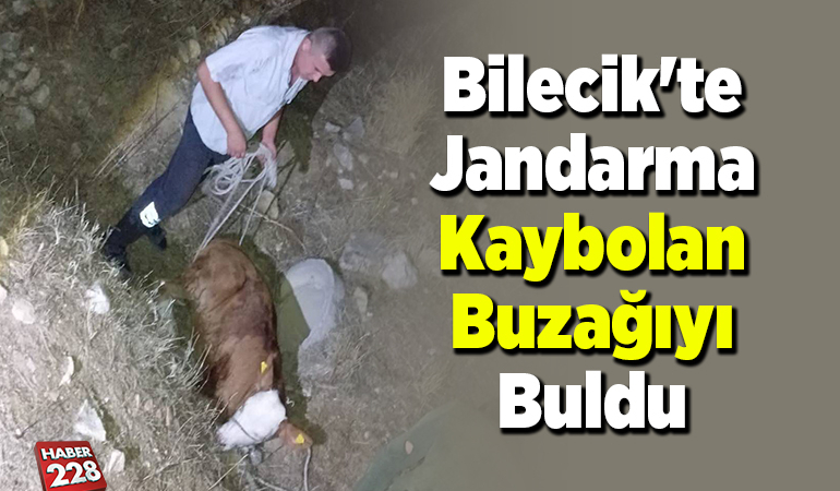 Bilecik’te jandarma kaybolan buzağıyı buldu