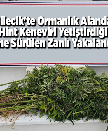 Bilecik'te ormanlık alanda Hint keneviri yetiştirdiği öne sürülen zanlı yakalandı