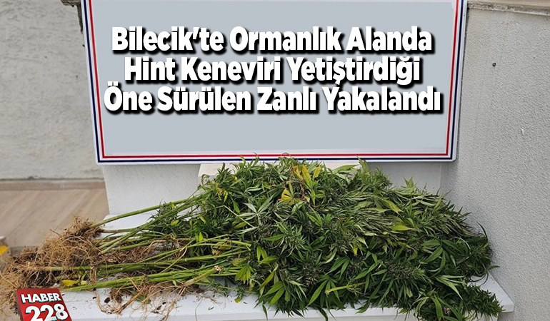 Bilecik’te ormanlık alanda Hint keneviri yetiştirdiği öne sürülen zanlı yakalandı