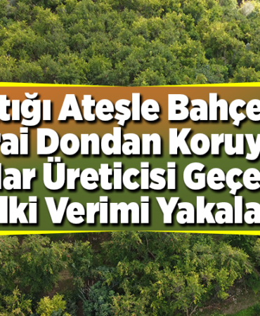 Yaktığı ateşle bahçesini zirai dondan koruyan nar üreticisi geçen yılki verimi yakaladı