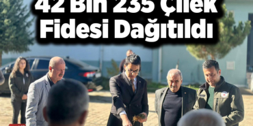 42 bin 235 çilek fidesi dağıtıldı