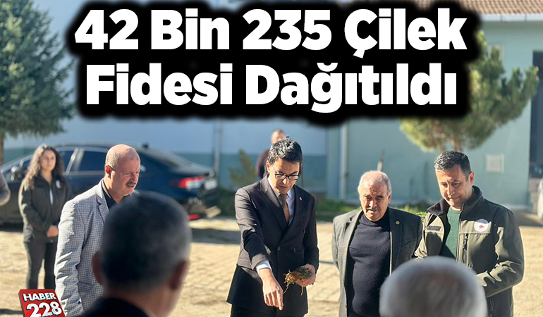 42 bin 235 çilek fidesi dağıtıldı