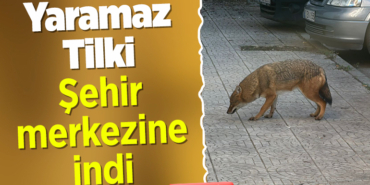 Bilecik’te gündüz vakti şehir merkezine inen tilki görüntülendi!