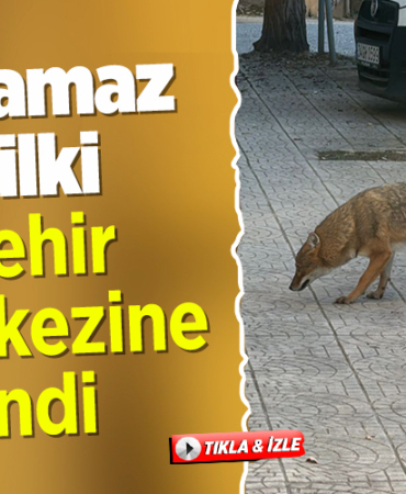 Bilecik’te gündüz vakti şehir merkezine inen tilki görüntülendi!