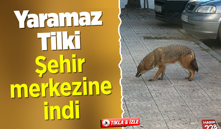 Bilecik’te gündüz vakti şehir merkezine inen tilki görüntülendi!