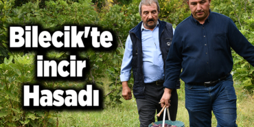 Bilecik'te incir hasadı