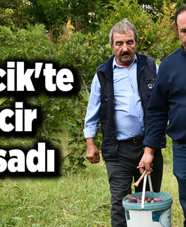 Bilecik'te incir hasadı