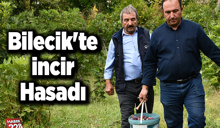 Bilecik’te incir hasadı
