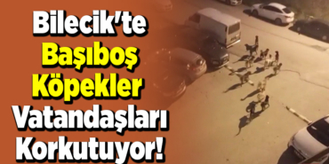 Bilecik'te Başıboş Köpekler Vatandaşları Korkutuyor!
