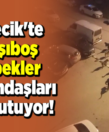 Bilecik'te Başıboş Köpekler Vatandaşları Korkutuyor!
