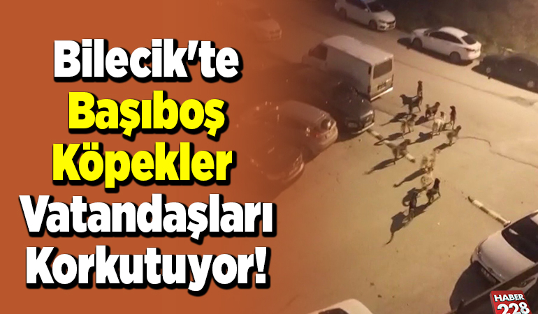 Bilecik’te Başıboş Köpekler Vatandaşları Korkutuyor!