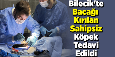 Bilecik'te bacağı kırılan sahipsiz köpek tedavi edildi
