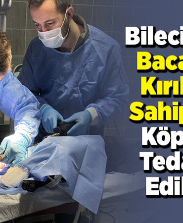 Bilecik'te bacağı kırılan sahipsiz köpek tedavi edildi