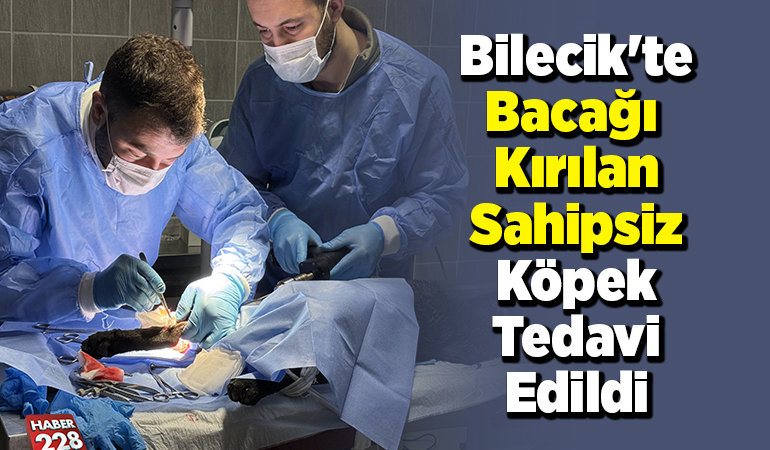 Bilecik’te bacağı kırılan sahipsiz köpek tedavi edildi