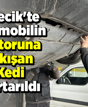Bilecik'te otomobilin motoruna sıkışan kedi kurtarıldı