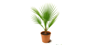 efidanci.com (4)