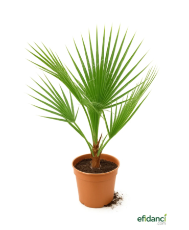 efidanci.com (4)