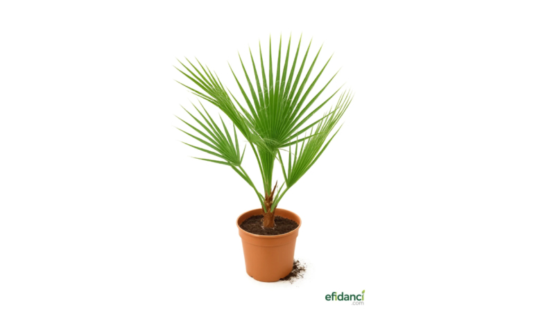 Cüce Palmiye Çeşitleri Efidancı İle Kapınıza Geliyor