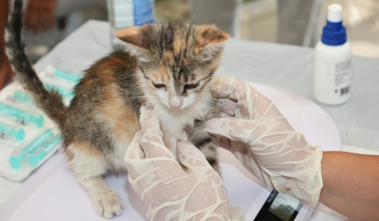 Kadıköy’de 7/24 Hizmet Veren Veteriner Var Mı?