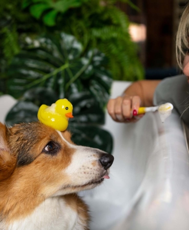 washing-pet-dog-home