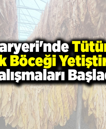 Pazaryeri'nde tütün ve ipek böceği yetiştirme çalışmaları başladı