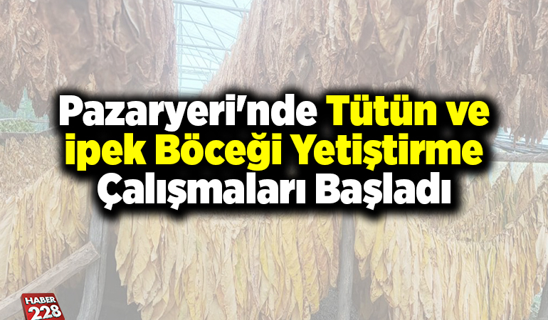 Pazaryeri’nde tütün ve ipek böceği yetiştirme çalışmaları başladı