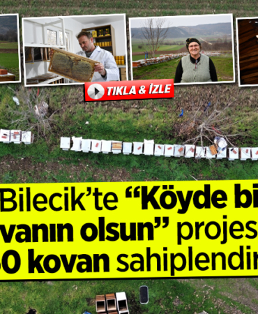 kovan