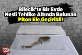 Bilecik'te bir evde nesli tehlike altında bulunan piton ele geçirildi