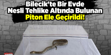 Bilecik'te bir evde nesli tehlike altında bulunan piton ele geçirildi