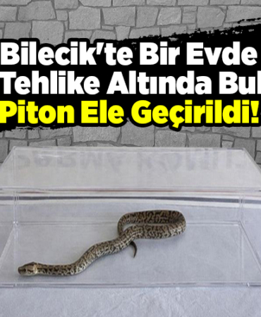 Bilecik'te bir evde nesli tehlike altında bulunan piton ele geçirildi